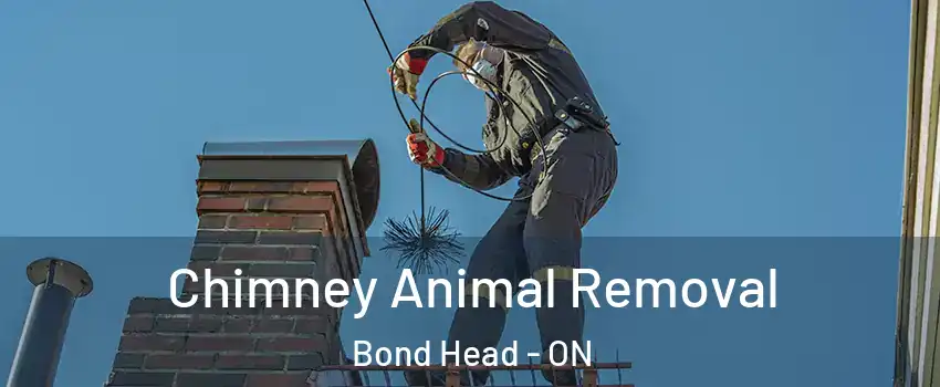 Chimney Animal Removal Bond Head - ON