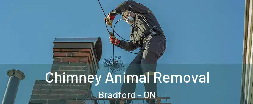 Chimney Animal Removal Bradford - ON