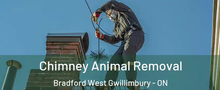 Chimney Animal Removal Bradford West Gwillimbury - ON