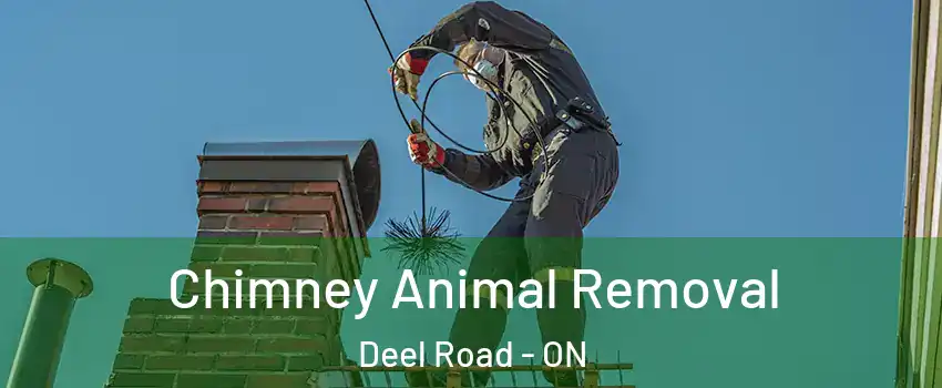 Chimney Animal Removal Deel Road - ON