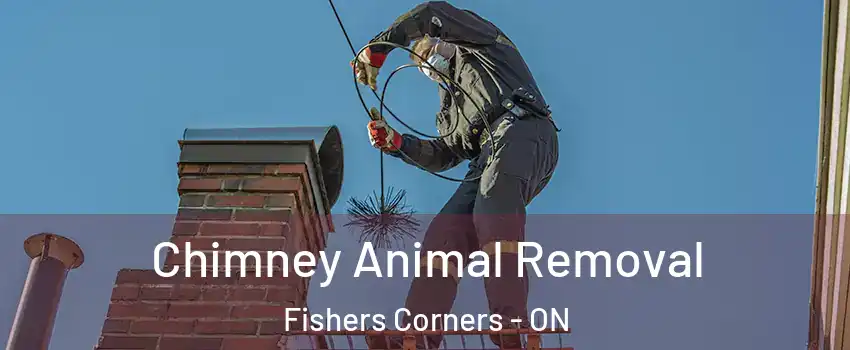 Chimney Animal Removal Fishers Corners - ON