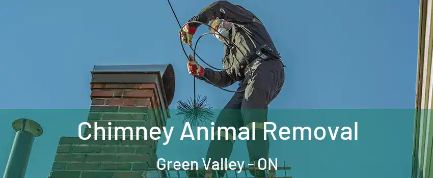 Chimney Animal Removal Green Valley - ON