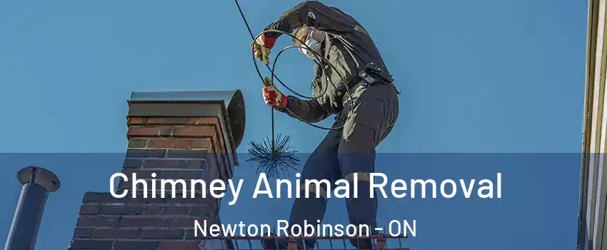 Chimney Animal Removal Newton Robinson - ON