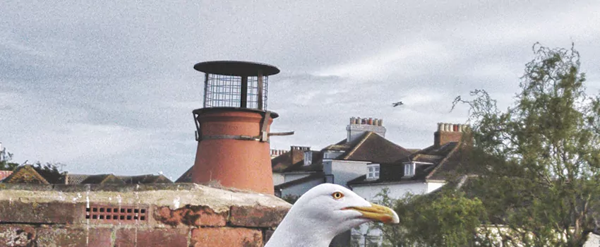 Chimney Cap Bird Guard Repair in Newton Robinson, Ontario